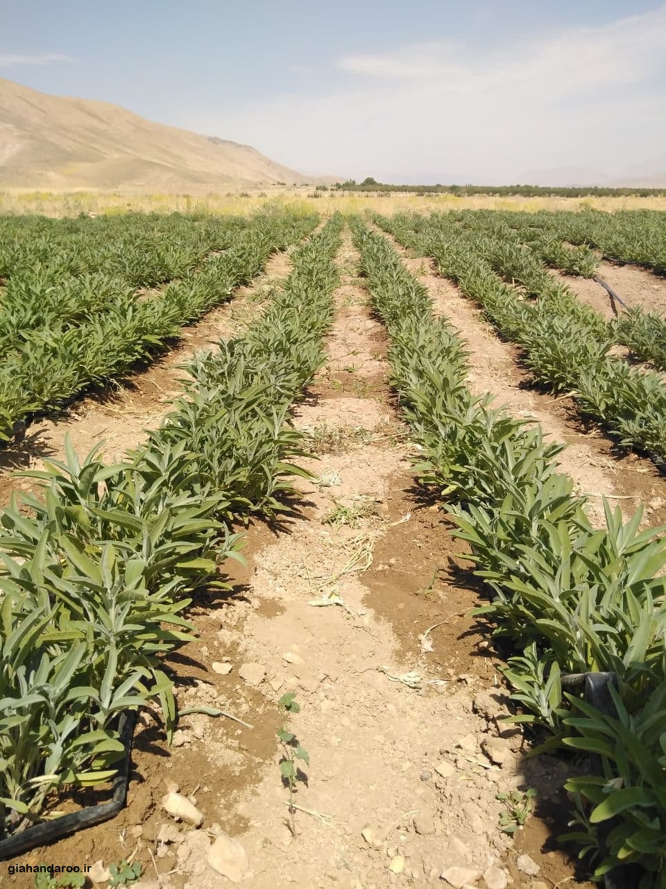 تصویر 4 از فروش مریم‌ گلی برگ صادراتی + شرایط استثنایی